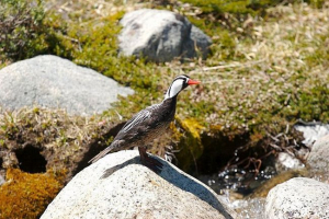 Slomio patku Slomio patku